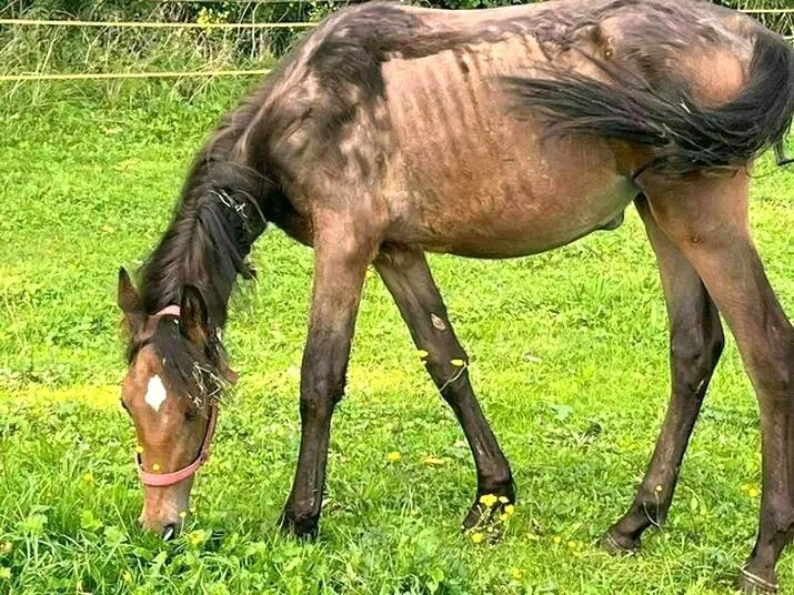 V LO Poznań - Renomowana Klaudynka z pasją do nauki: Fakty i Osiągnięcia, które inspirują