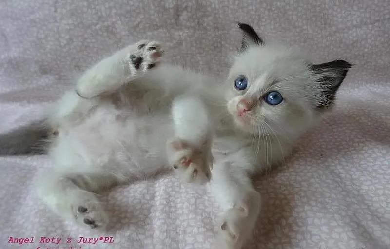 Archeologiczne odkrycia kotów sprzed 6000 lat